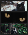 DIGITAL POSTER - CATS