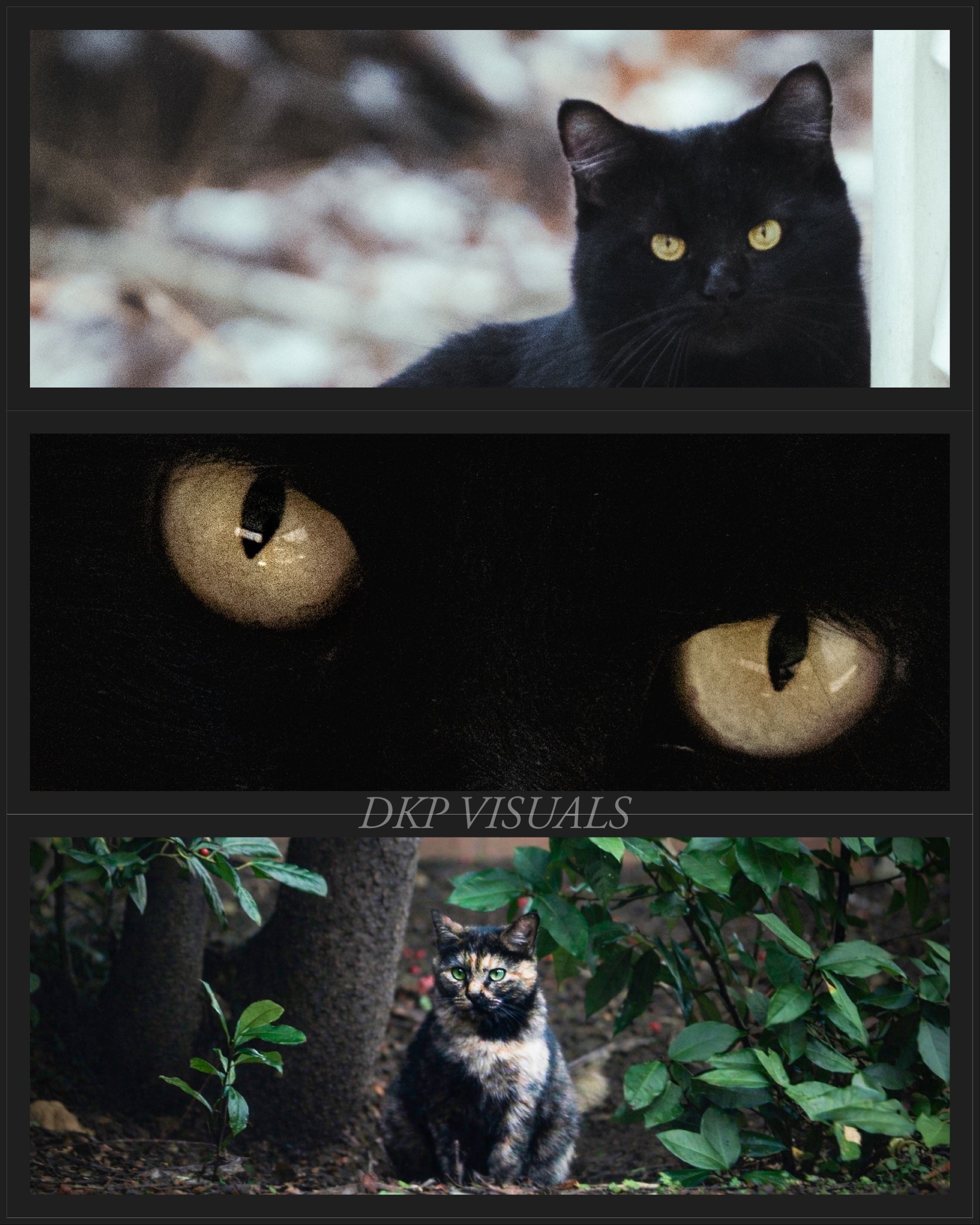 DIGITAL POSTER - CATS