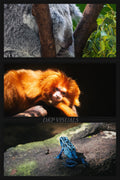 DIGITAL POSTER - ZOO