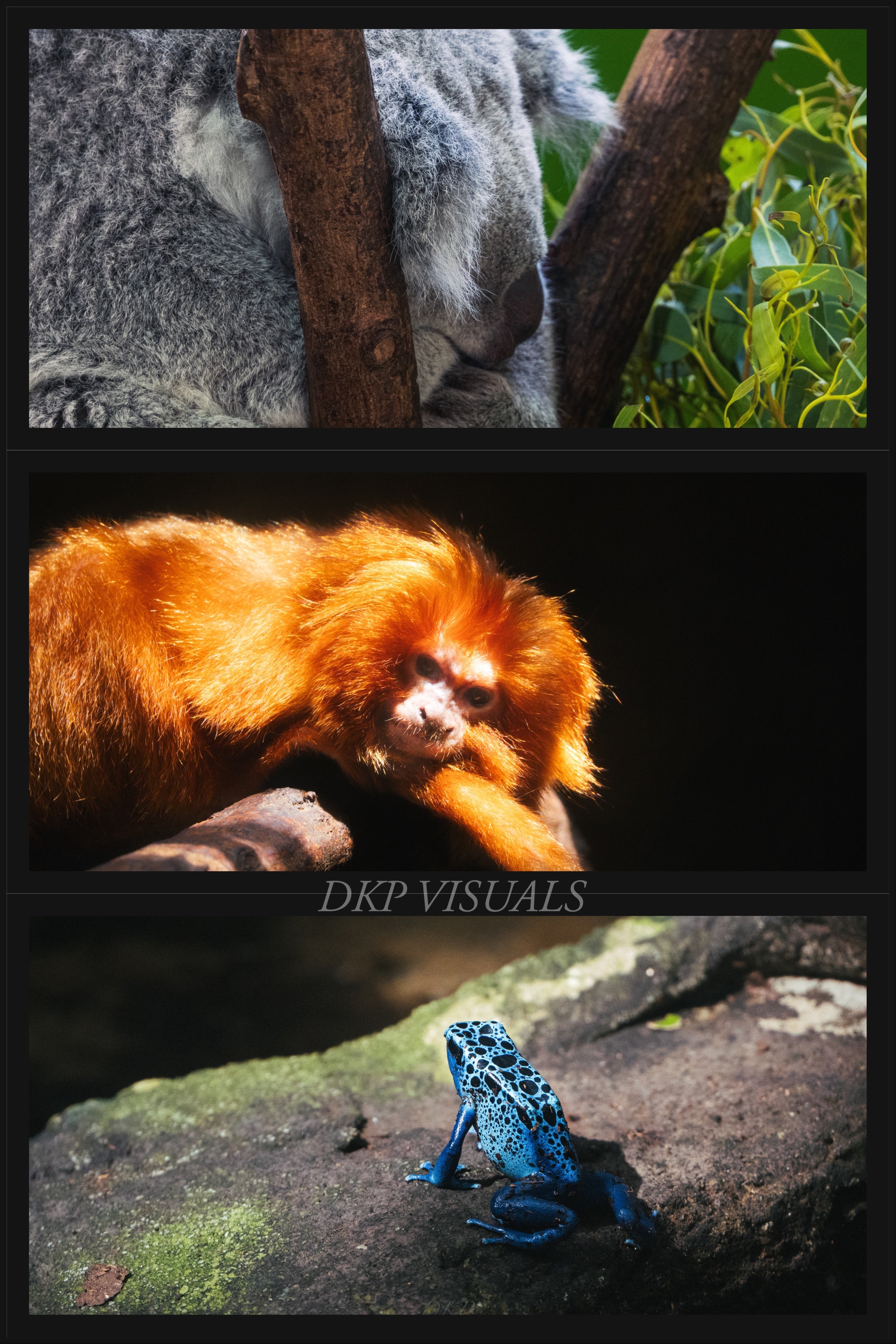 DIGITAL POSTER - ZOO